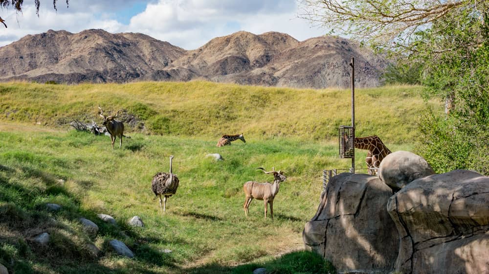 visit the palm springs living desert zoo and gardens