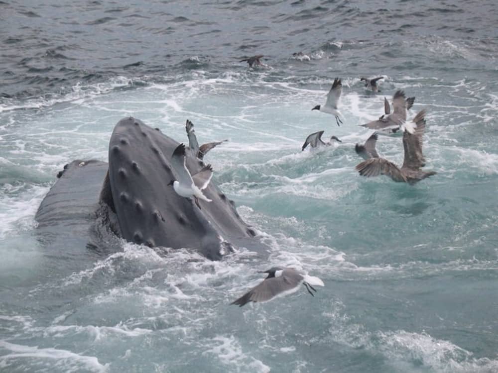 A must do activity in Cape cod: Whale Watching