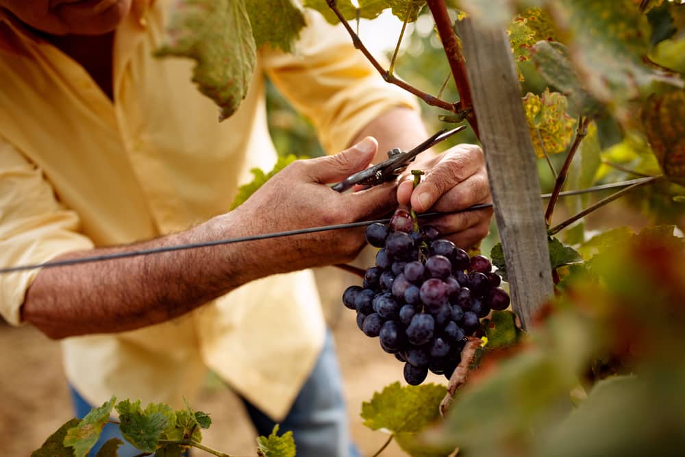 Close-up man picking red wine grapes on vine in vineyard