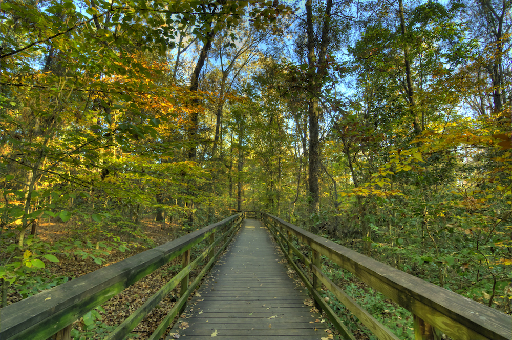 Congaree National Forest Boardwalk